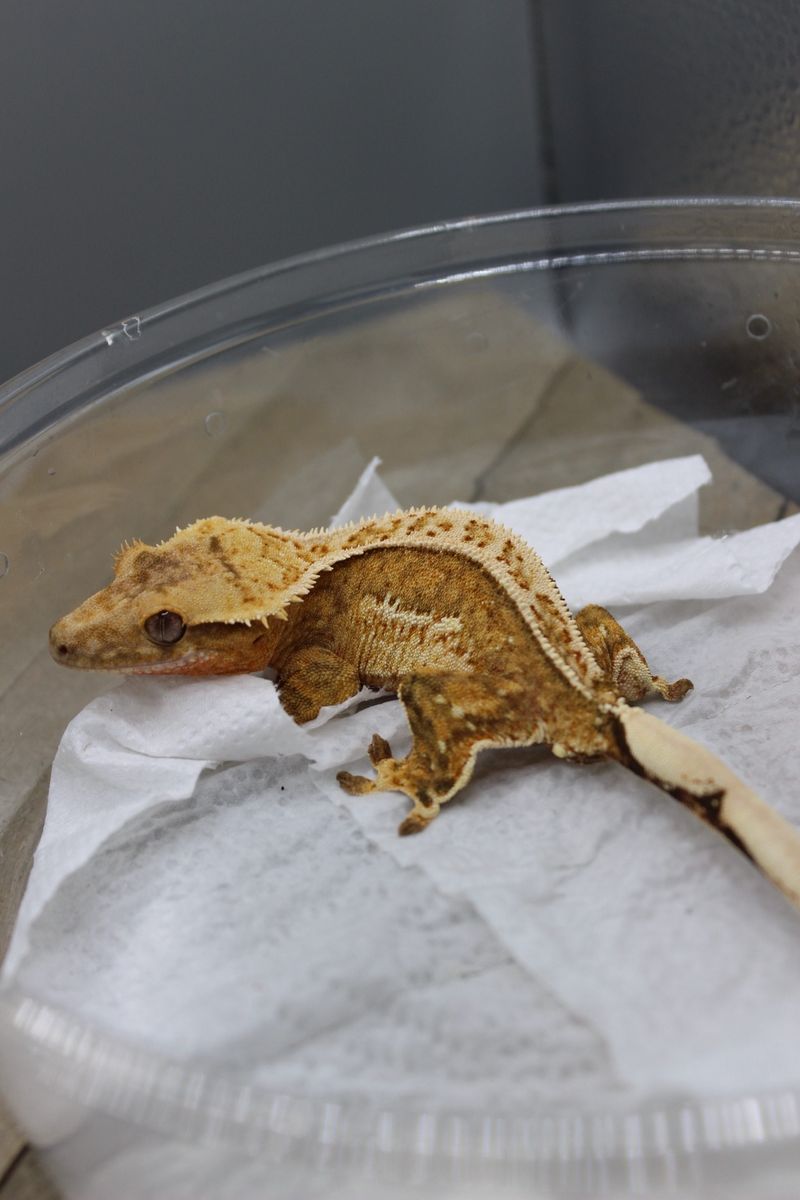 Het Axanthic Male crested gecko