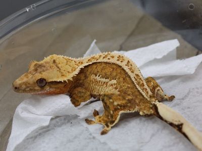Het Axanthic Male crested gecko