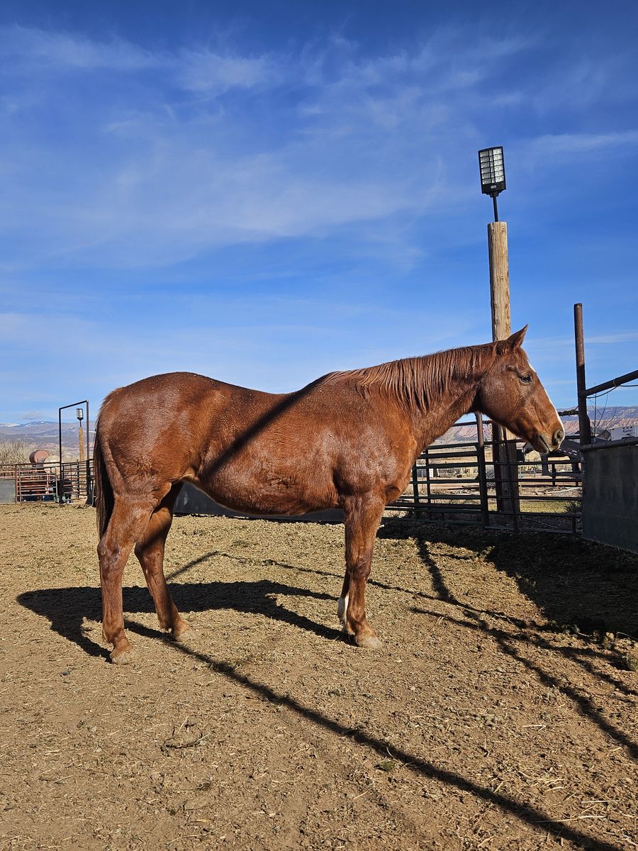 Older kid broke mare