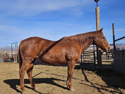 Older kid broke mare