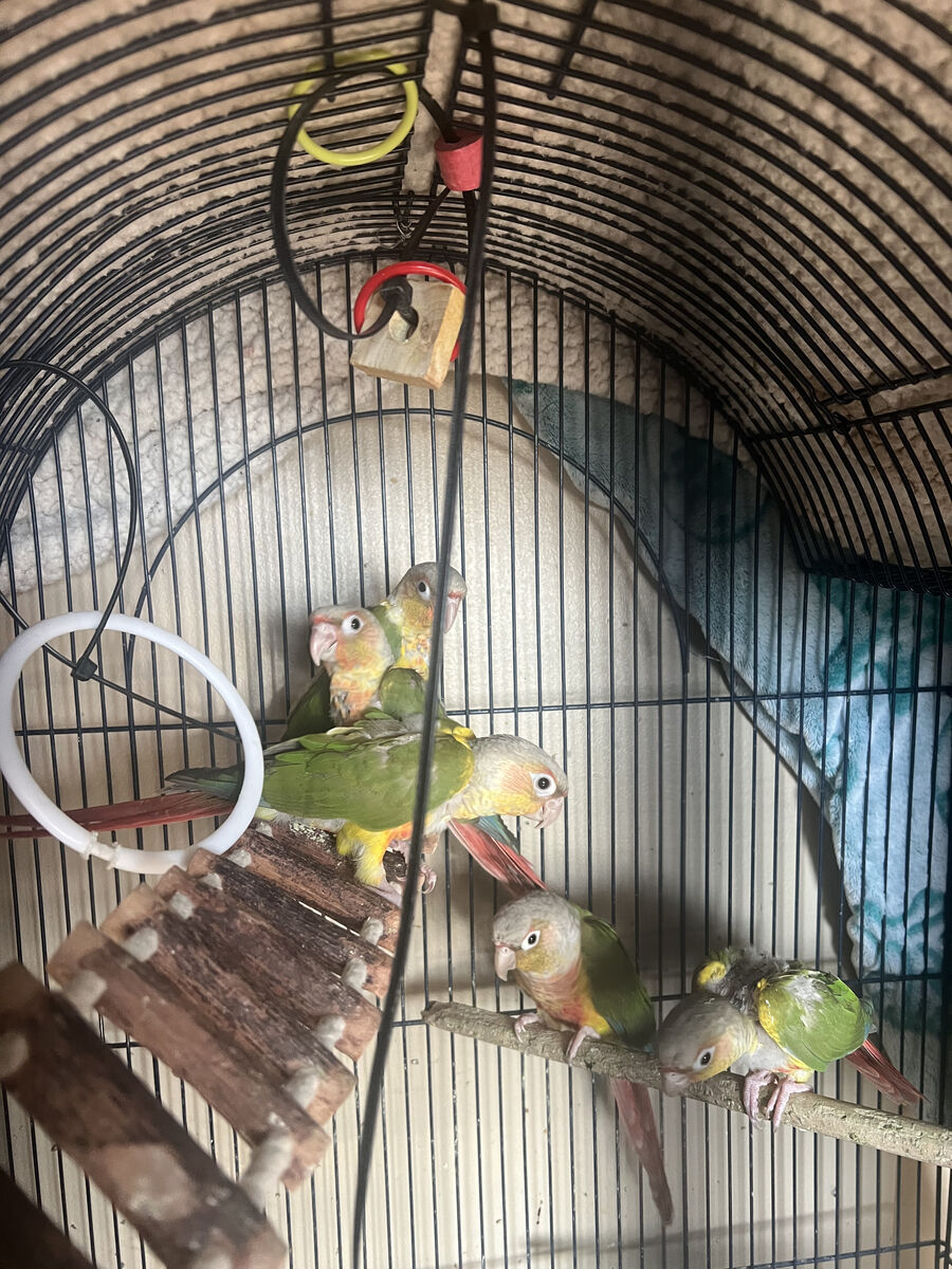 Baby Conures