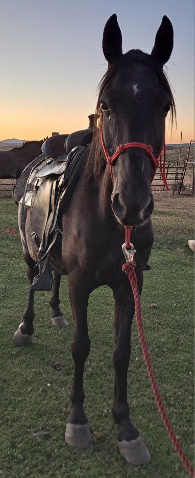 Registered Rocky Mountain 20 year old Mare
