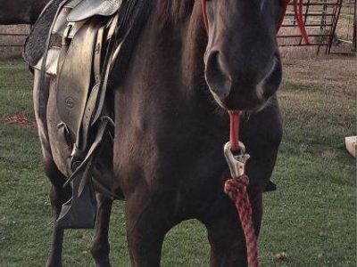 Registered Rocky Mountain 20 year old Mare