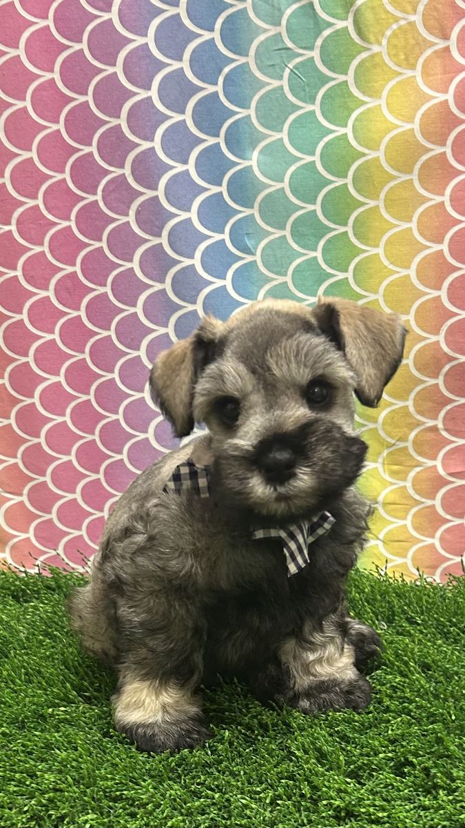 AKC Mini Schnauzer Puppy