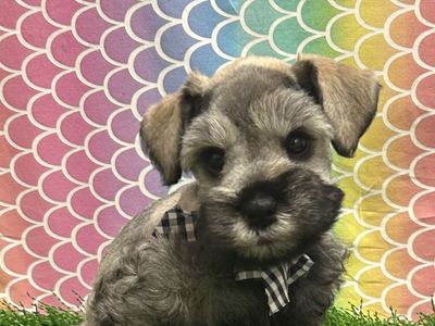 AKC Mini Schnauzer Puppy
