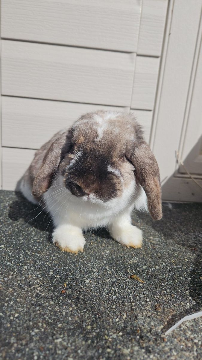 Holland Lop Doe