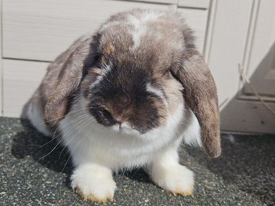 Holland Lop Doe