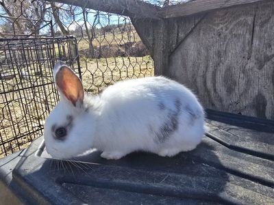 American chinchilla/ rex rabbits