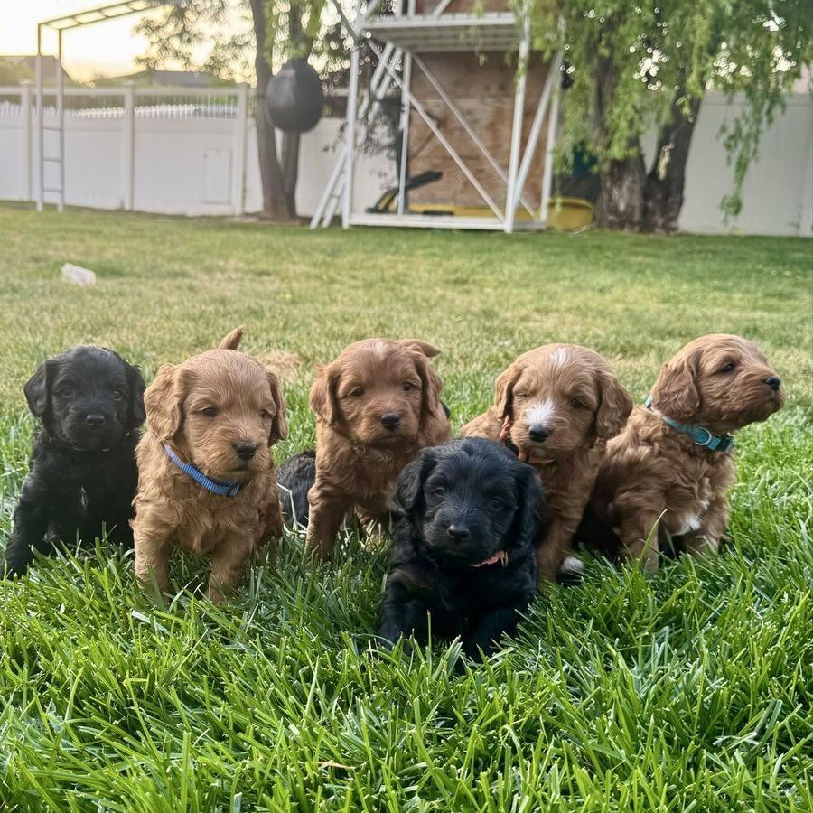 Mini Bernedoodle Puppies | Expected 25–35 lbs
