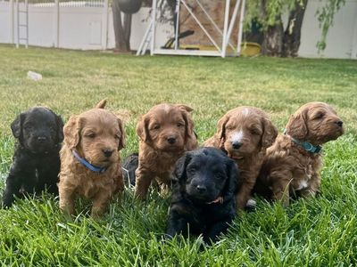 Mini Bernedoodle Puppies | Expected 25–35 lbs