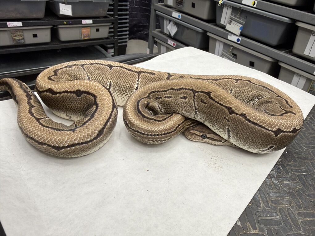 Proven Breeder Pinstripe VPI Het Hypo