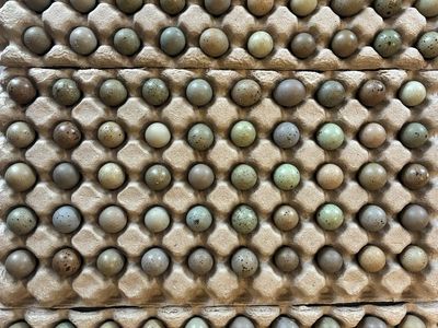 Button Quail Hatching Eggs