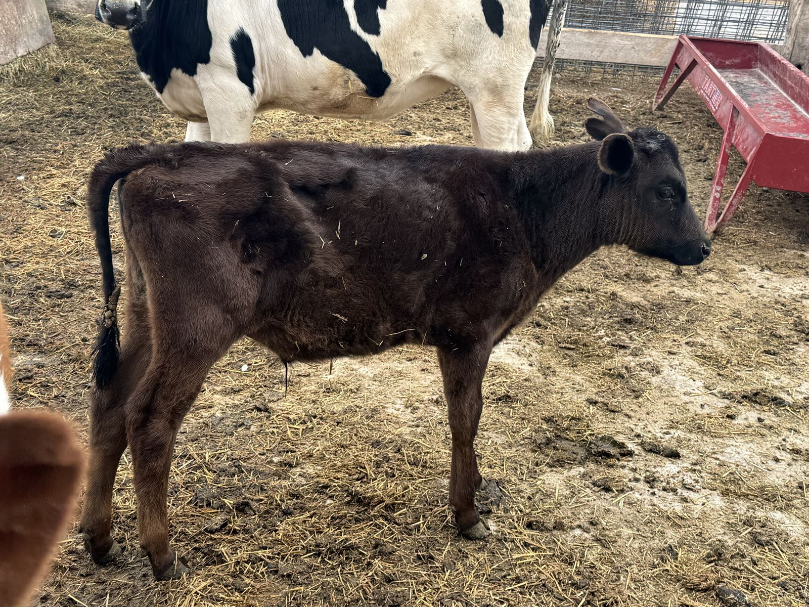 Angus Holstein Cross Steer Calf