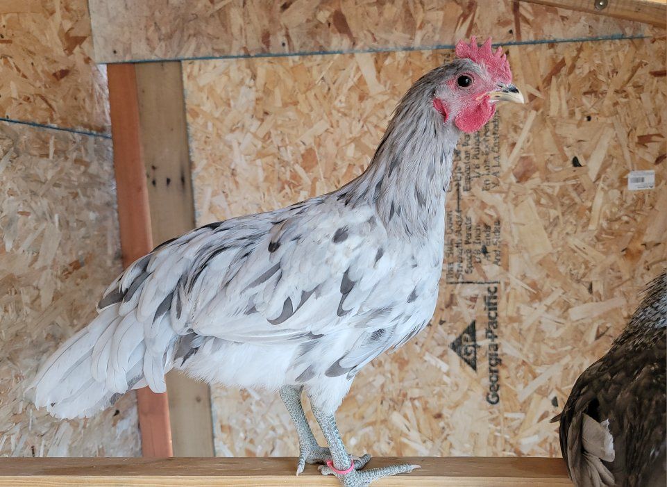 Gorgeous Young Roosters for Sale!