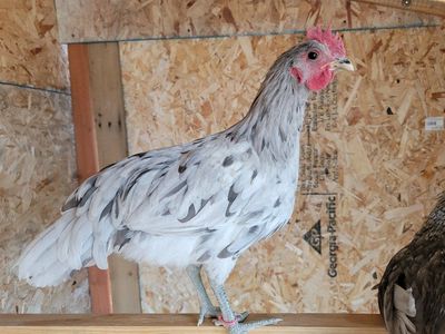 Gorgeous Young Roosters for Sale!