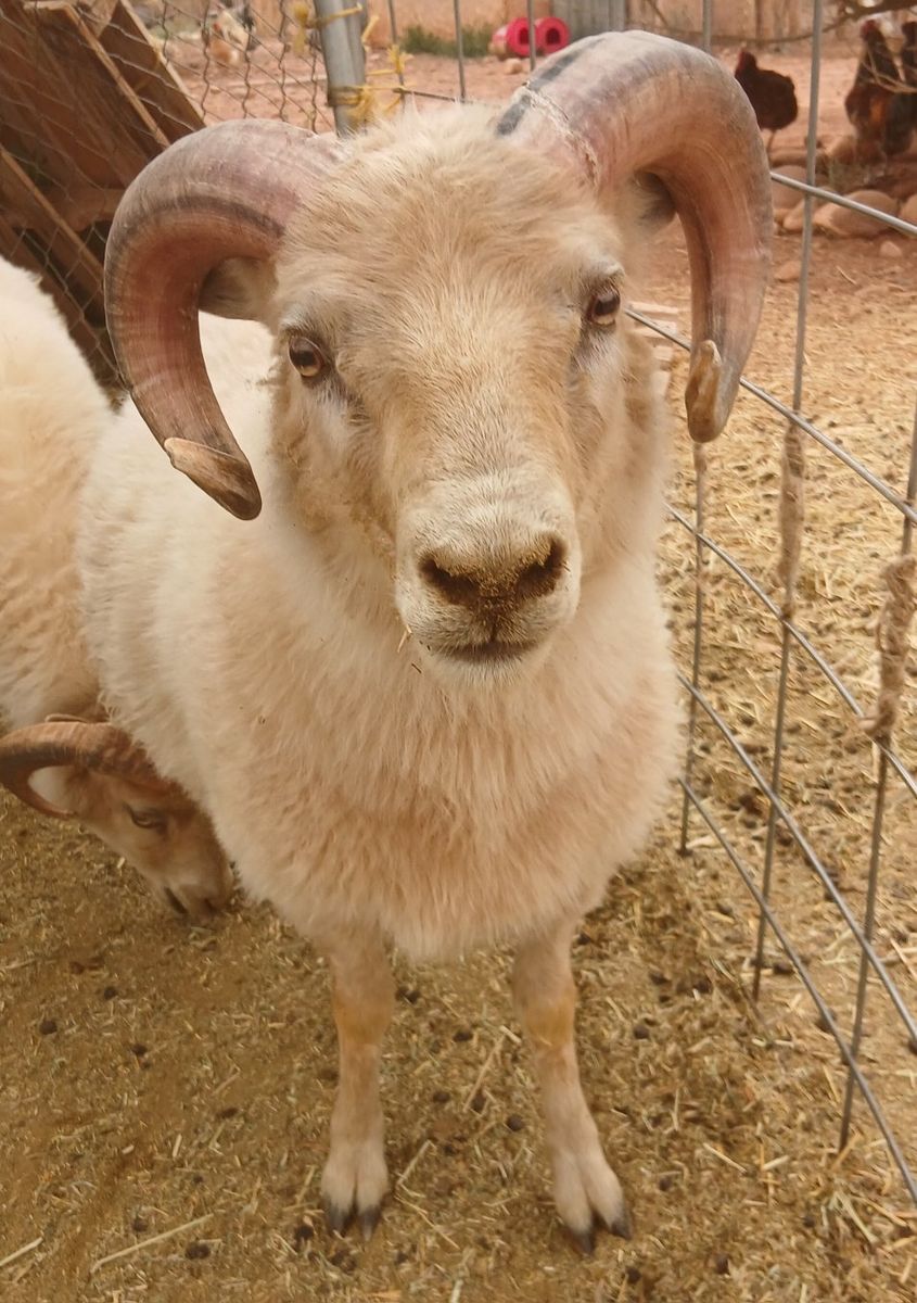 Icelandic Rams  /  Also wool