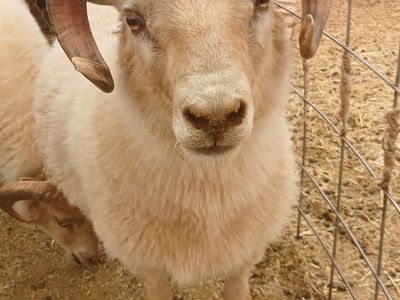 Icelandic Rams / Also wool