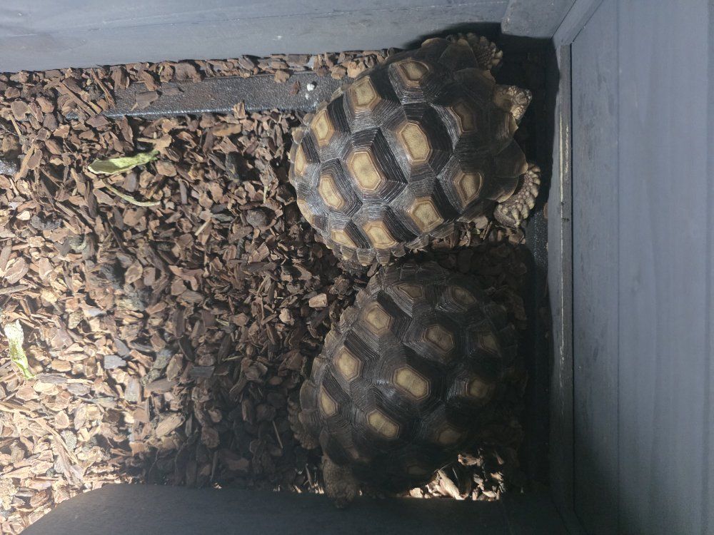 Sulcata Tortoises
