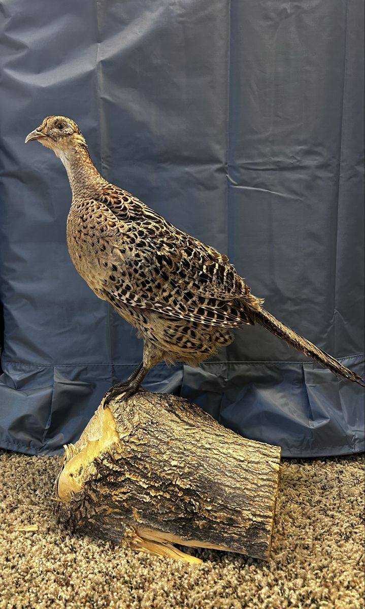 Main image 4
