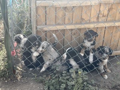 Australian shepherd and border collie mixed puppies