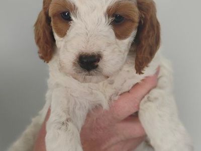 F1 Mini Brittany Doodle puppies