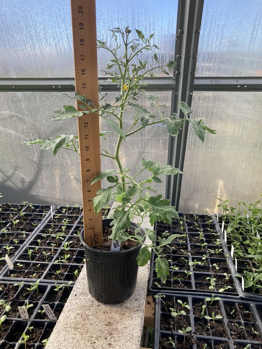 Established huge tomato plants ready to plant