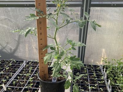 Established huge tomato plants ready to plant