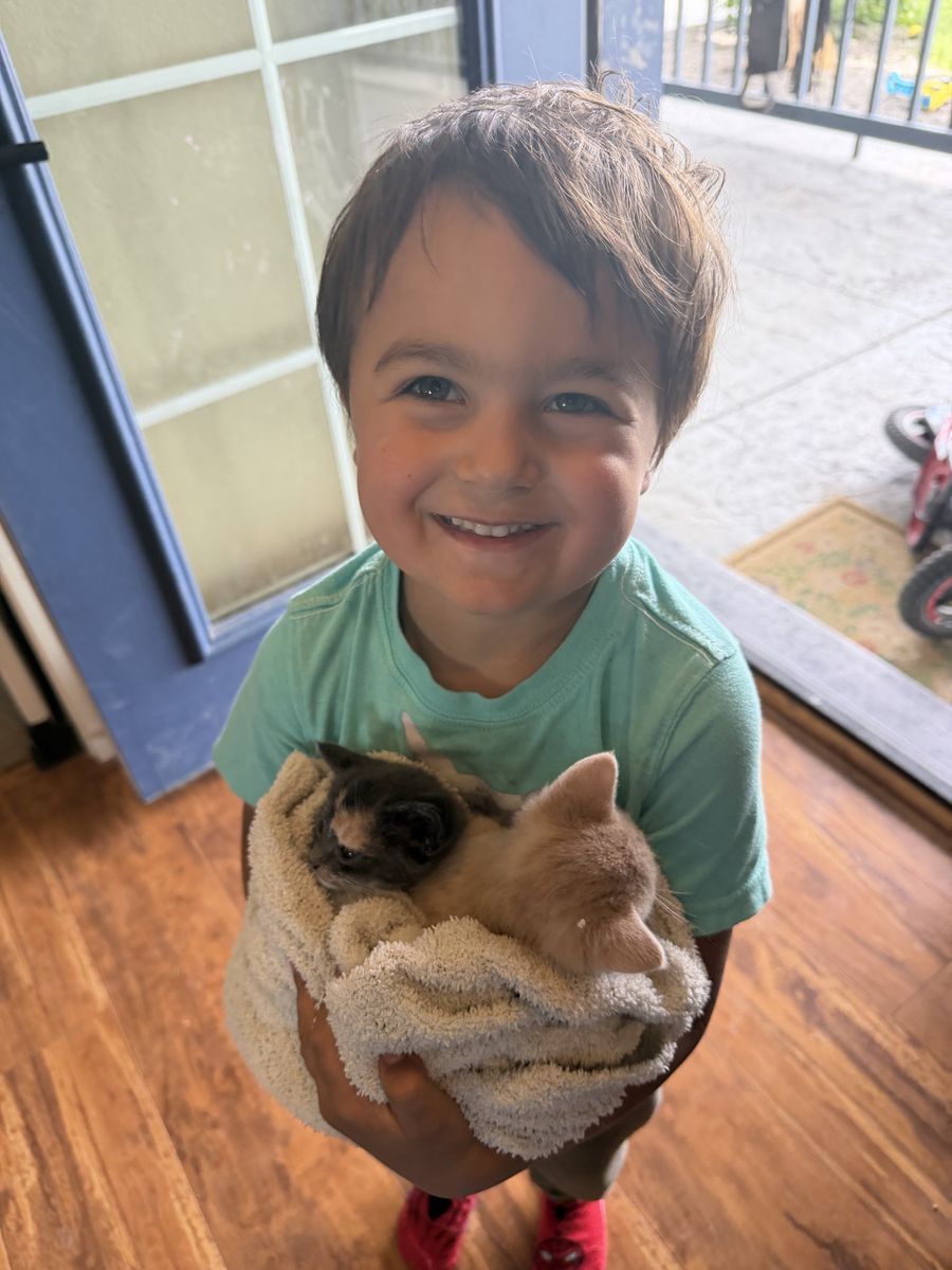 Ragdoll Mix Kittens, Handled Daily