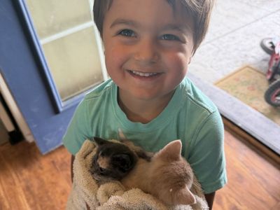 Ragdoll Mix Kittens, Handled Daily