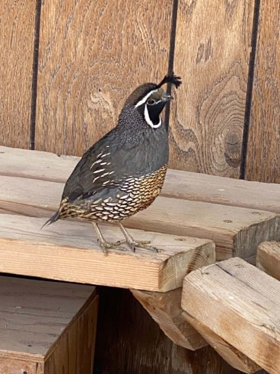 California Quail Eggs