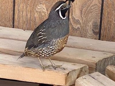 California Quail Eggs