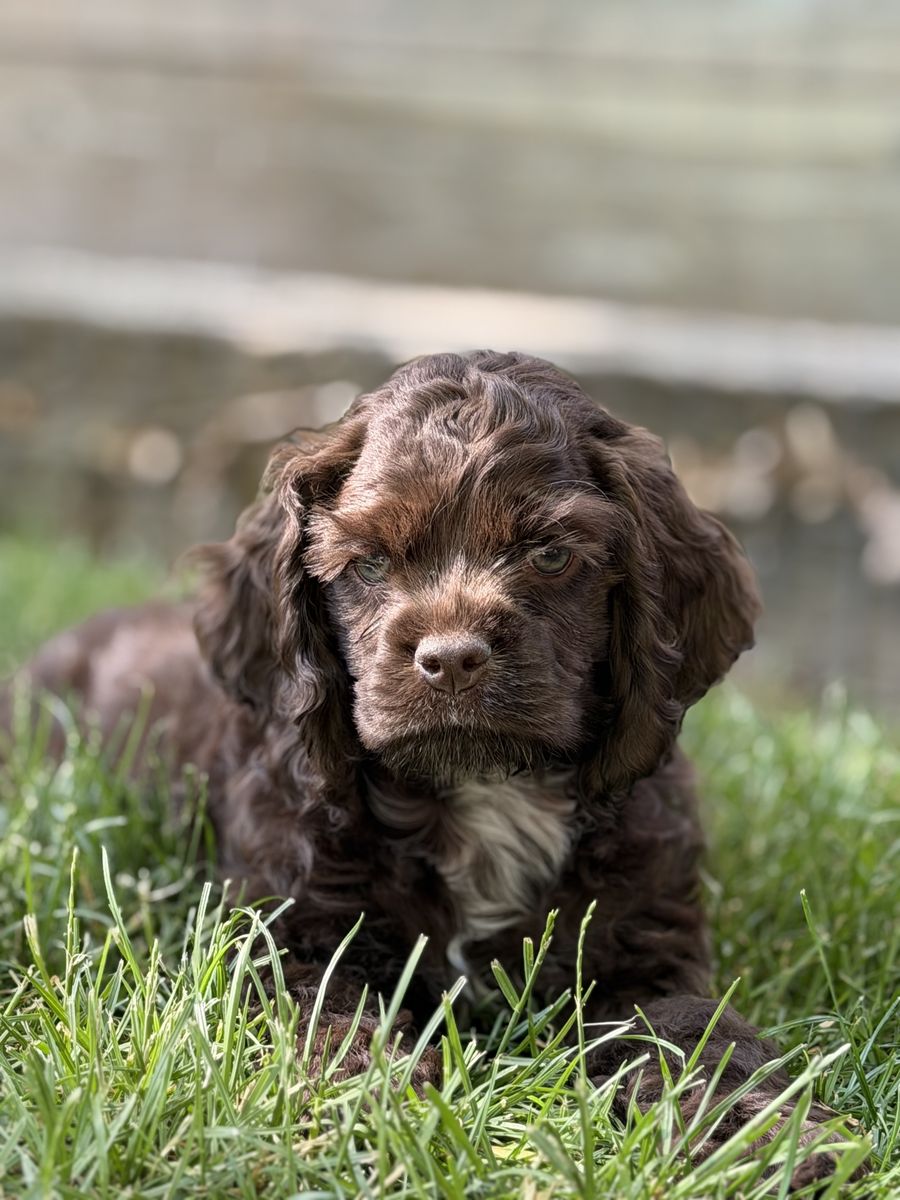 COCKER SPANIELS