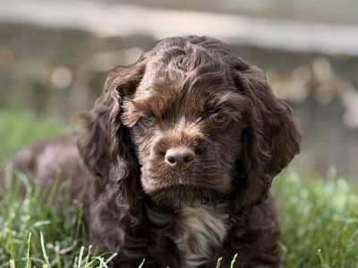 COCKER SPANIELS