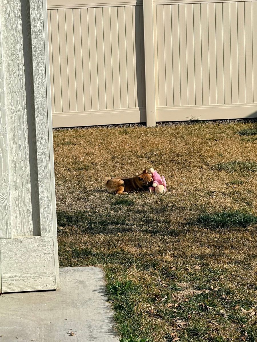 Cookie, Female Shiba Inu, Looking For Her Forever Home (Meridian, ID)