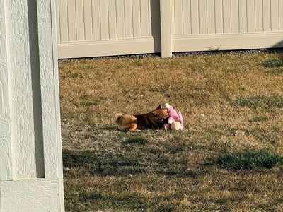 Cookie, Female Shiba Inu, Looking For Her Forever Home (Meridian, ID)