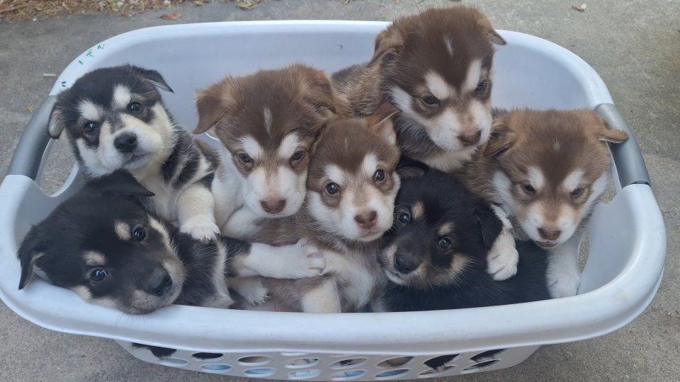 Alaskan Malamute / Border Collie mix puppies