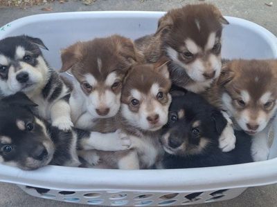 Alaskan Malamute / Border Collie mix puppies