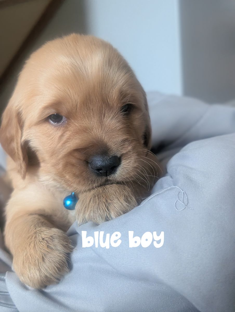 Easter puppies! AKC Dark Red Golden Retriever puppies