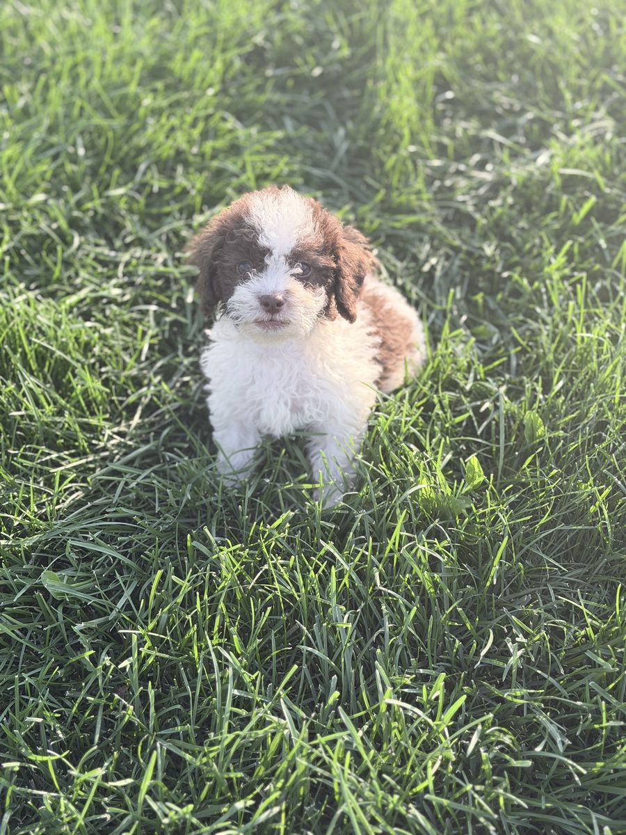 White and chocolate Maltipoo Puppies 