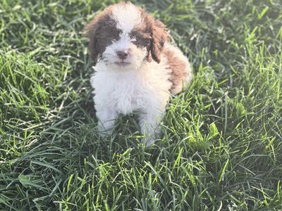 White and chocolate Maltipoo Puppies