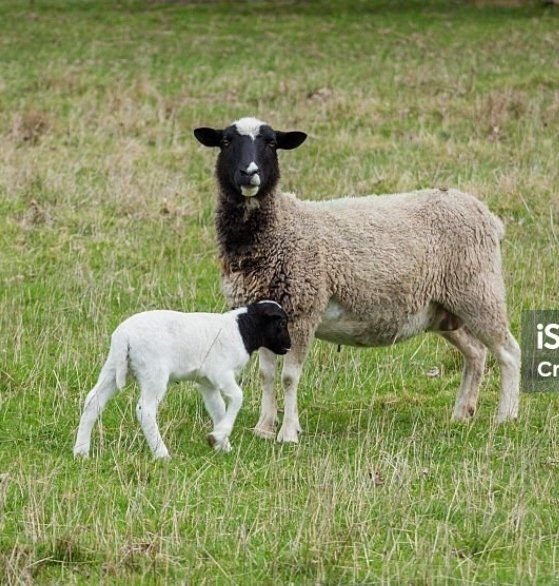 Butcher lamb