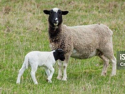 Butcher lamb
