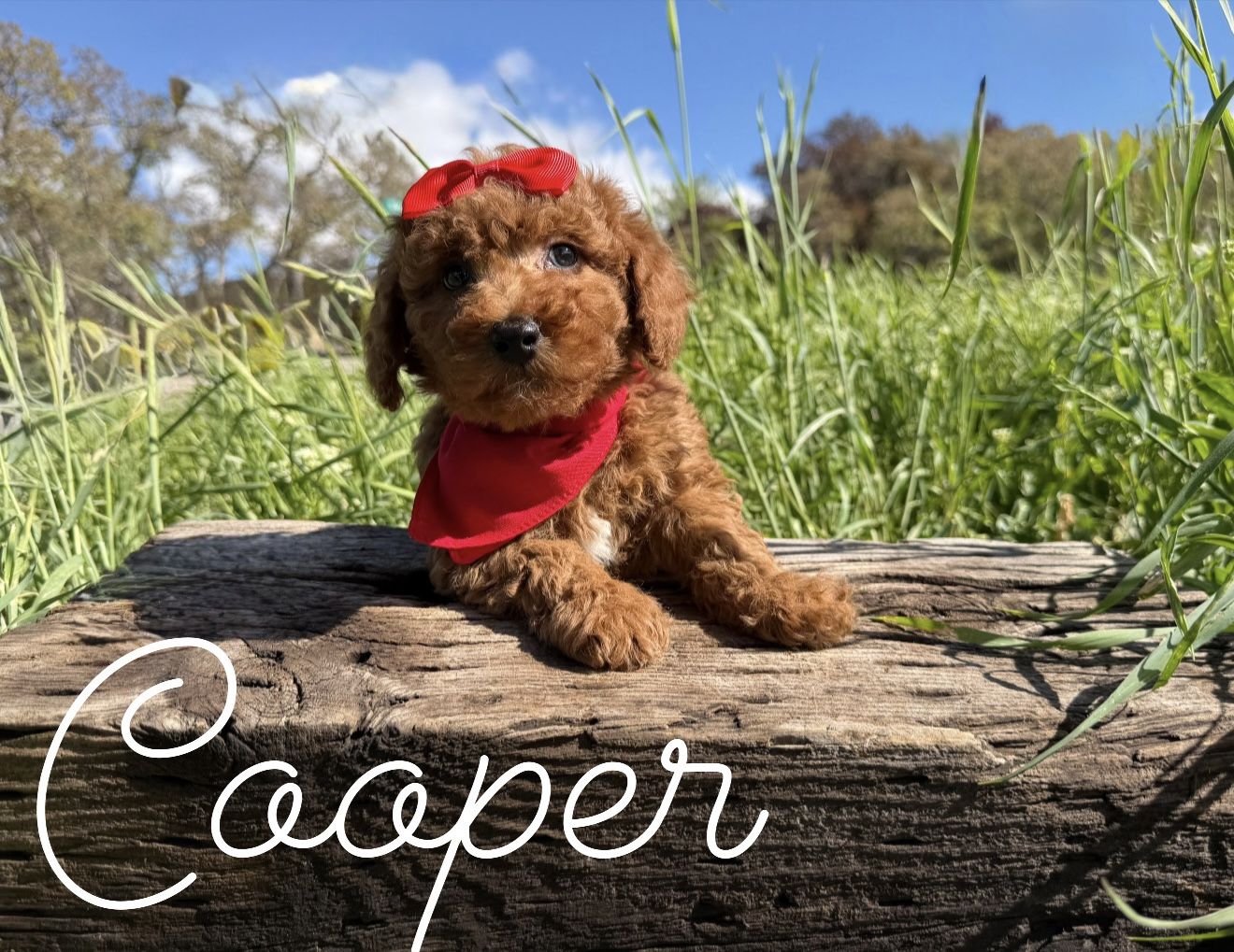 Adorable AKC Mini poodle puppies