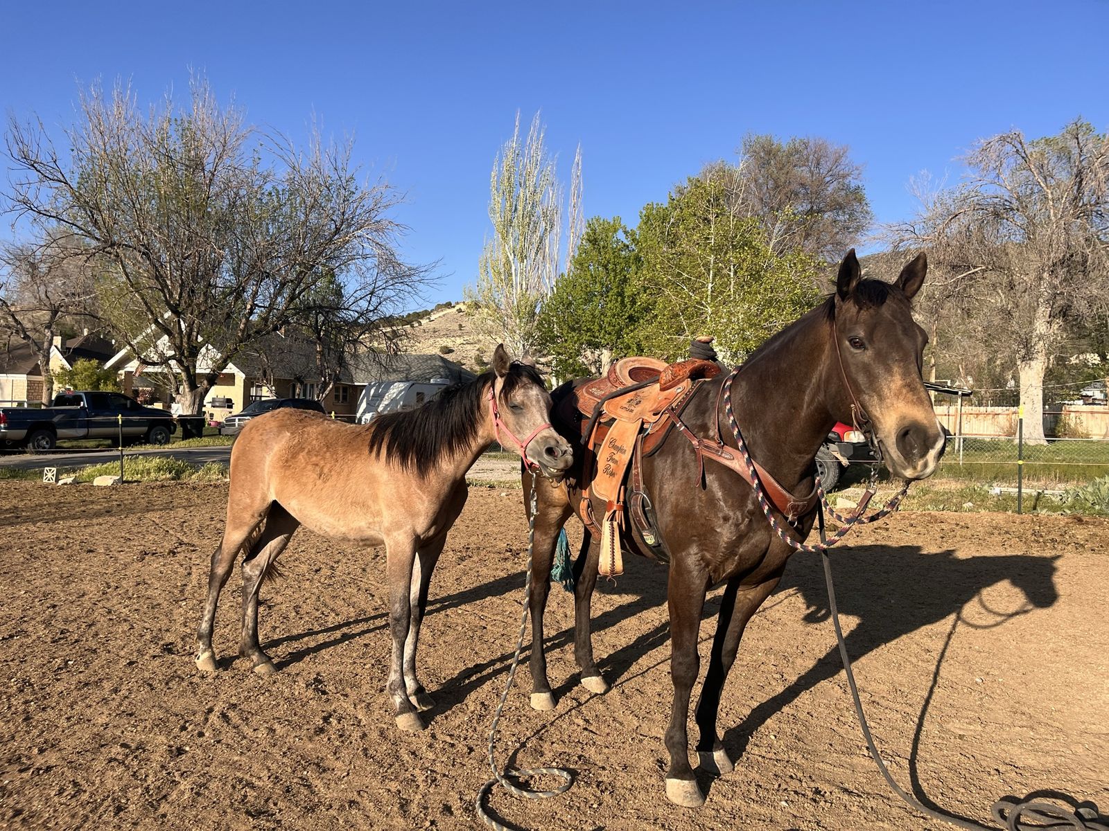 Yearling filly