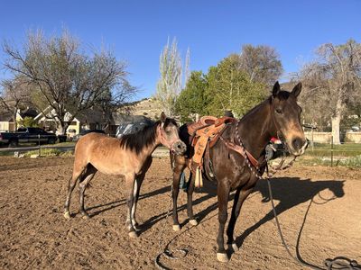 Yearling filly