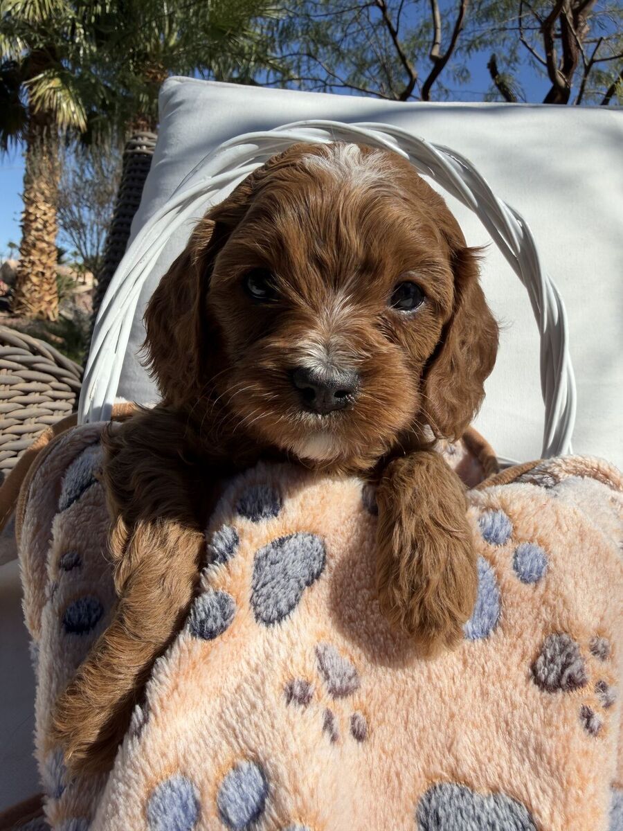 Snuggly & Playful Mini Cavapoo Puppies