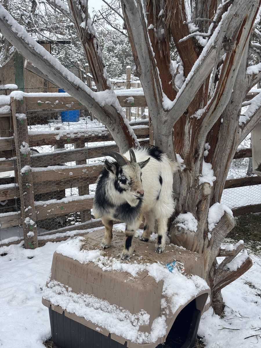 Stud Nigerian Dwarf Goat Buck
