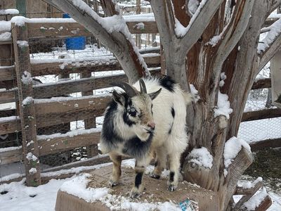 Stud Nigerian Dwarf Goat Buck