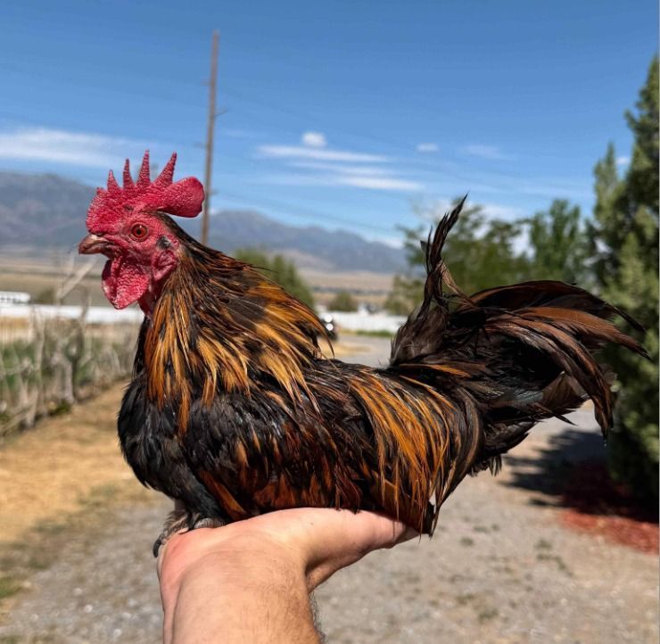 Napoleon the Bantam Rooster