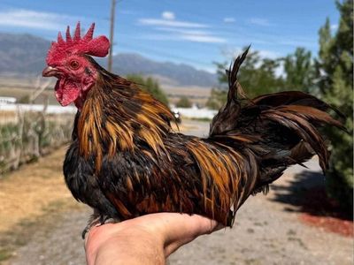 Napoleon the Bantam Rooster